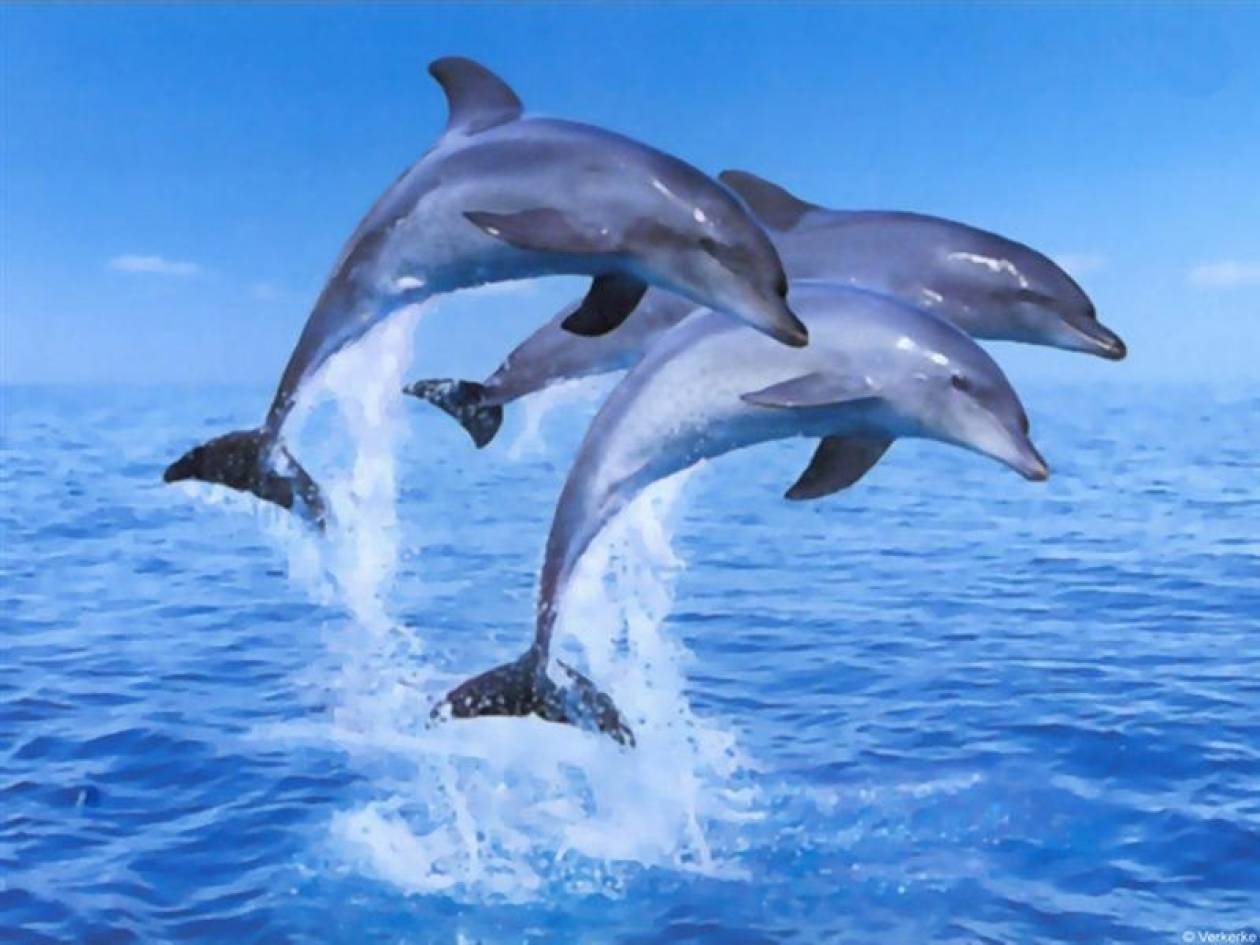 Μυστήριο στην Ισπανία: Aκέφαλα δελφίνια στις ακτές και έρευνα της αστυνομίας